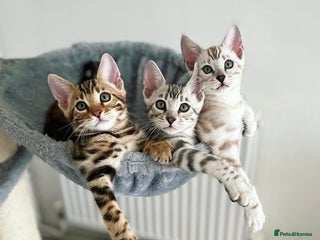 Bengal cats 🌟Pedigree Bengal kittens 🌟 in London - Advert 1