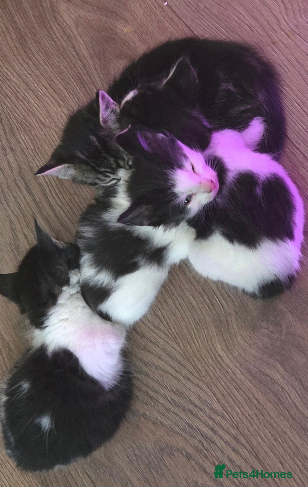 European cats for sale: 8 kittens looking for a new home for 2026! - Advert 13
