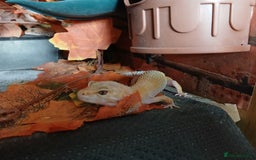Leopard Gecko reptiles for sale: Baby's leopard geckos  in Rochester - Image 17