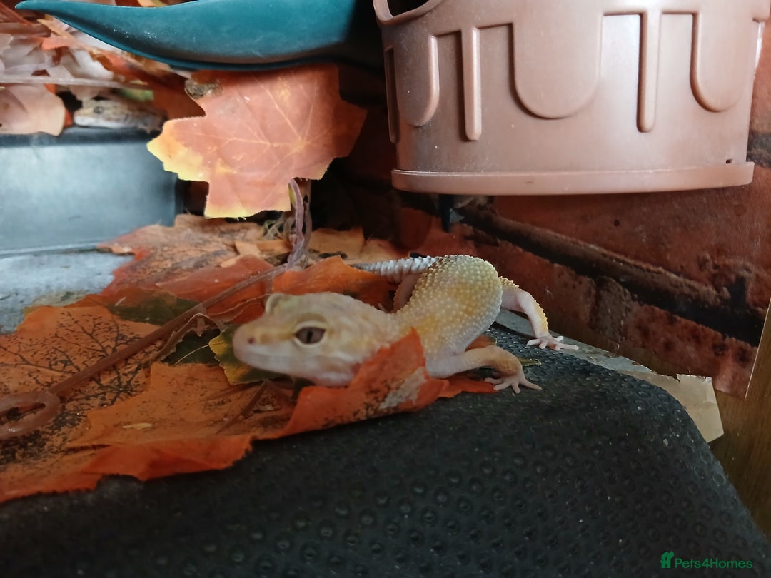 Leopard Gecko reptiles for sale: Baby's leopard geckos  in Rochester - Image 17