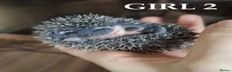 Pygmy Hedgehog rodents for sale: Pygmy hedgehogs, one boy two girls - Advert 13