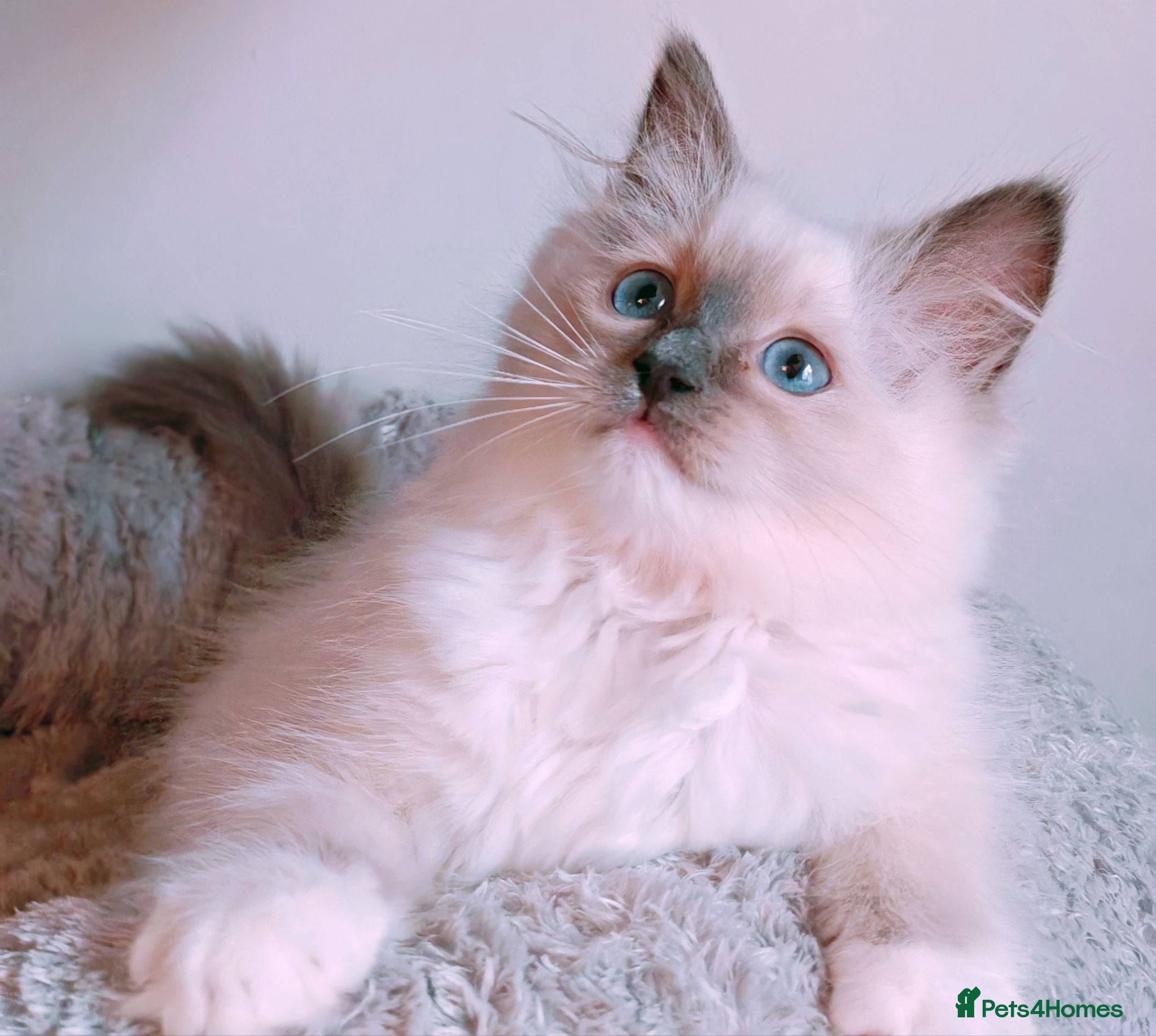 Ragdoll cats Raised with Love, looking for forever homes 🏠❤️ - Advert 3
