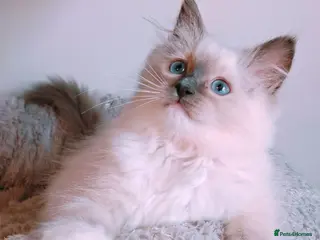 Ragdoll cats Raised with Love, looking for forever homes 🏠❤️ - Advert 3