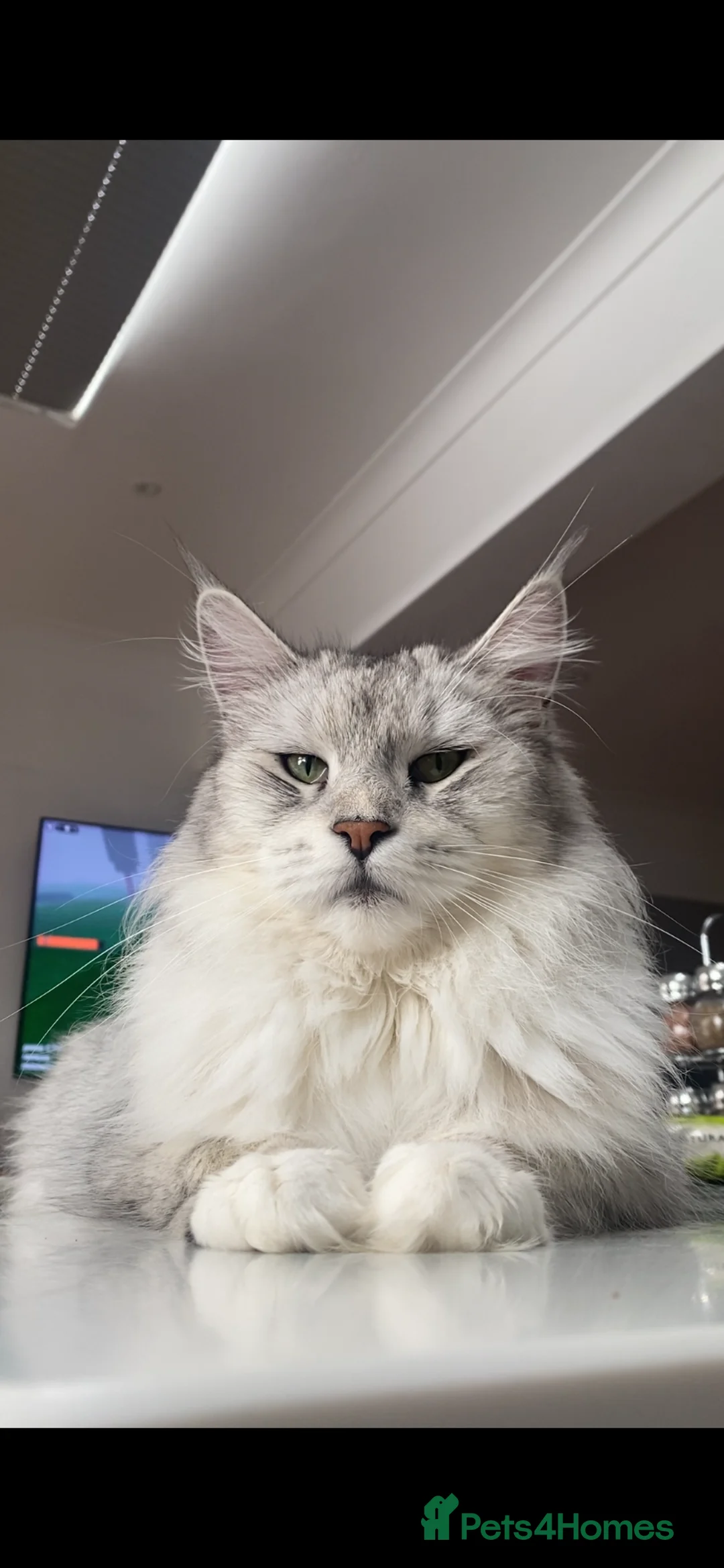 Maine Coon cats for sale: Stunning Black Silver Shaded Maine Coon Kittens - Advert 3