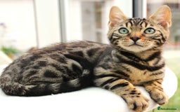 Bengal cats for sale: CUTE BROWN FEMALE BENGAL KITTEN (TICA REG)  - Image 8