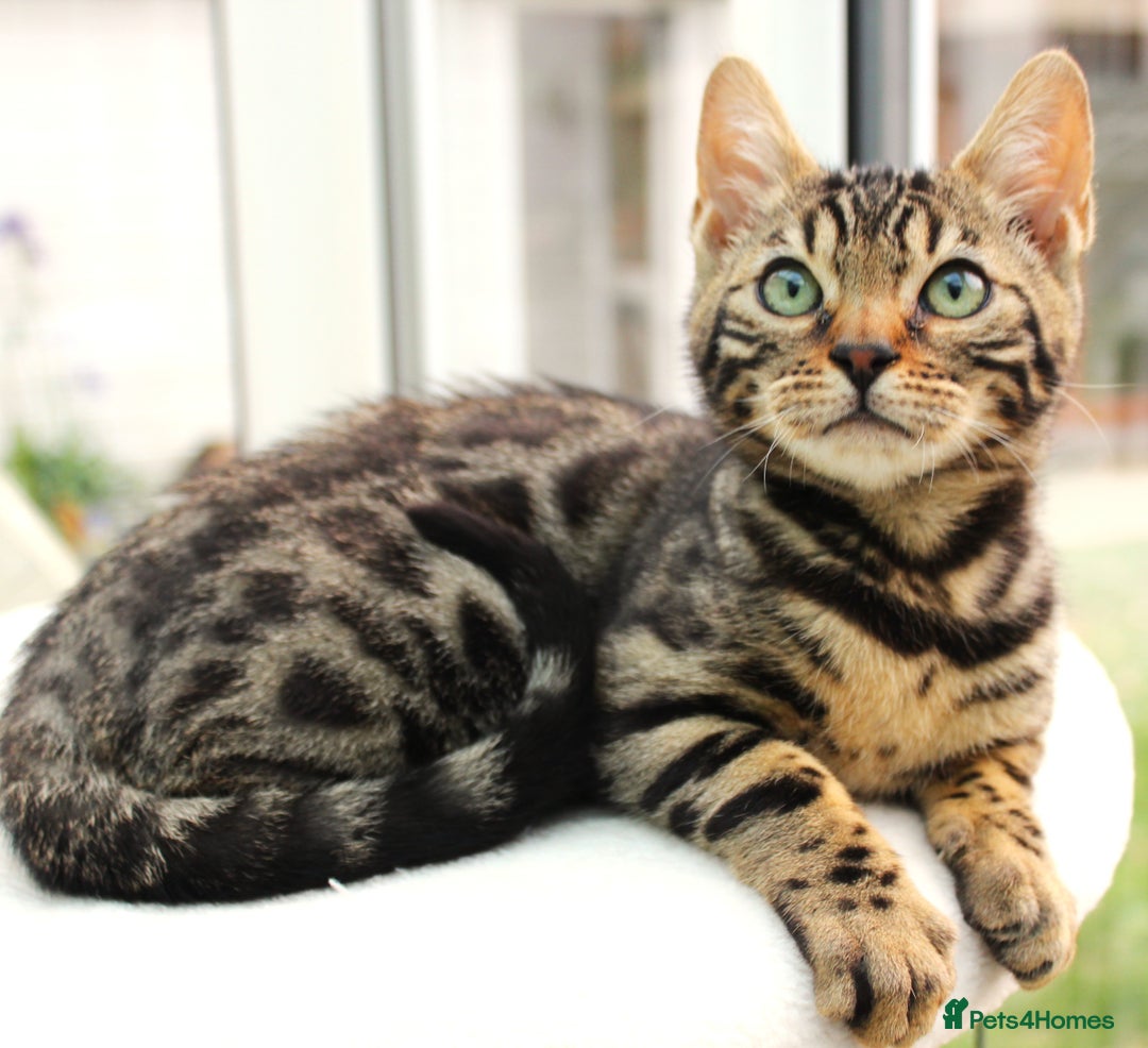 Bengal cats for sale: CUTE BROWN FEMALE BENGAL KITTEN (TICA REG)  - Image 8