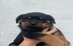 Rottweiler dogs for sale: Outstanding litter of Rotweiller Puppies  - Image 1