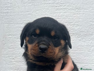 Rottweiler dogs for sale - Advert 1
