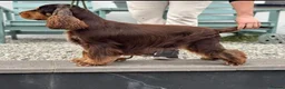 Cocker Spaniel dogs for sale: kc registered chocolate show type cockers - Advert 3