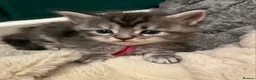 Maine Coon cats for sale: **PURE Maine Coon Kittens** 2 Boys / 4 Girls - Advert 14