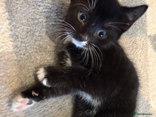 Mixed Breed cats 2 male kittens ready 25/11/25 - Advert 9