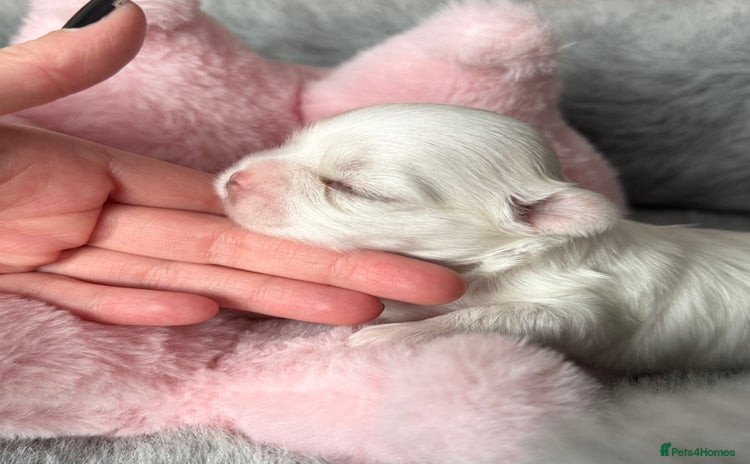 Maltese dogs - Advert 2