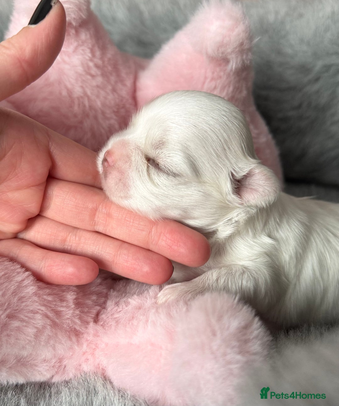 Maltese dogs for sale: 🩷Exquisite Full Korean Maltese Puppies🩵 - Image 1