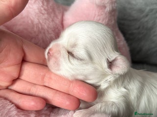 Maltese dogs - Advert 2