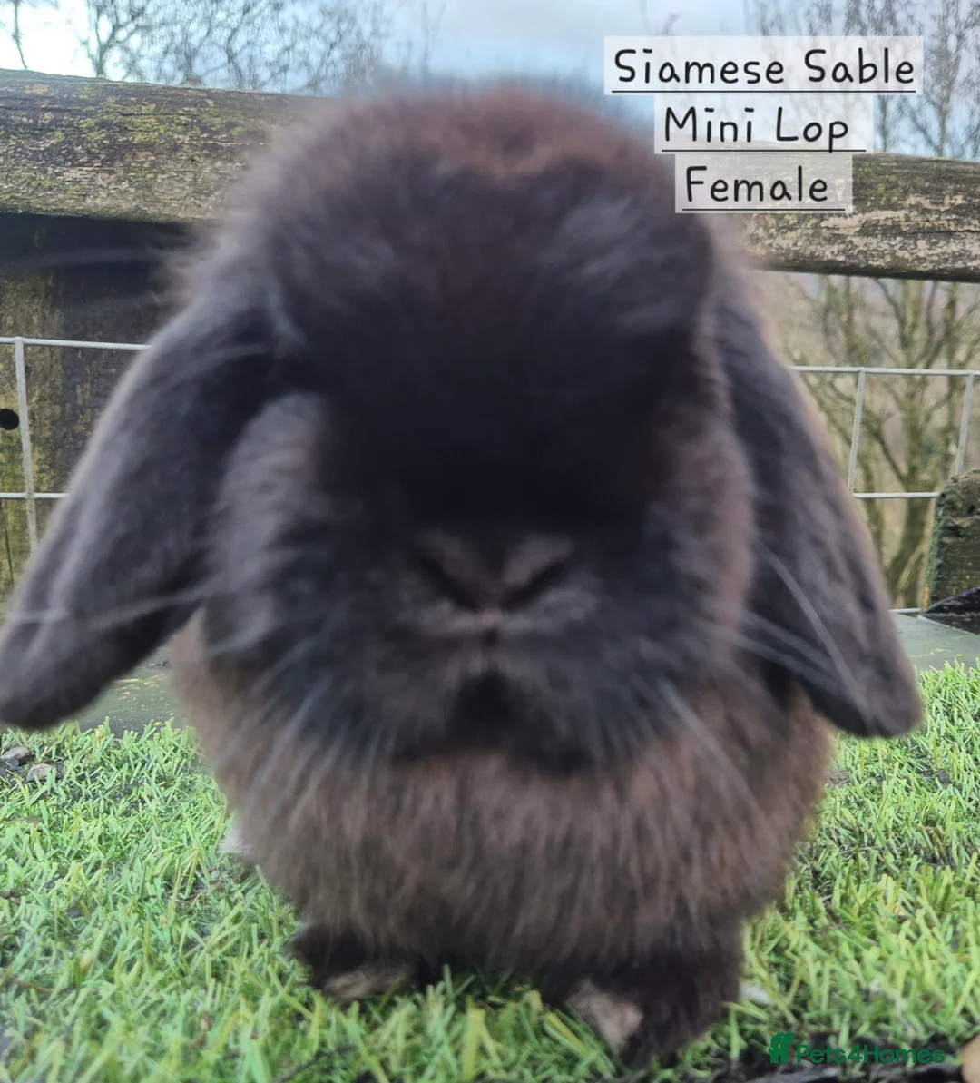Mini Lop rabbits for sale: Various Mini Lops  - Advert 2