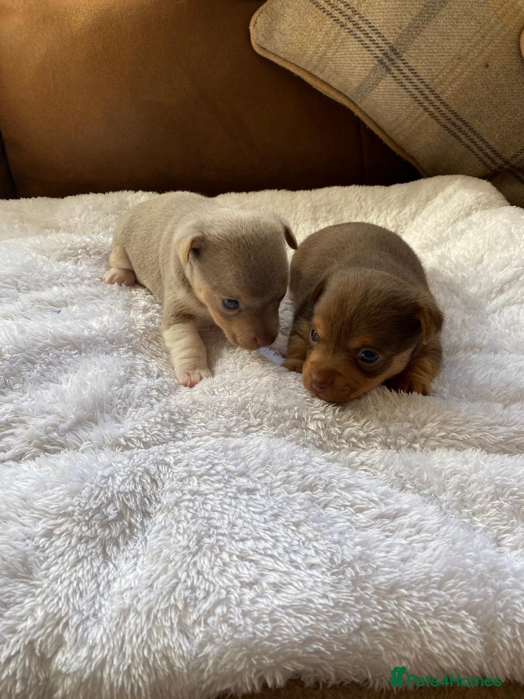 Jack Russell dogs for sale: Gorgeous Miniature Jack Russell Puppies For Sale - Image 4