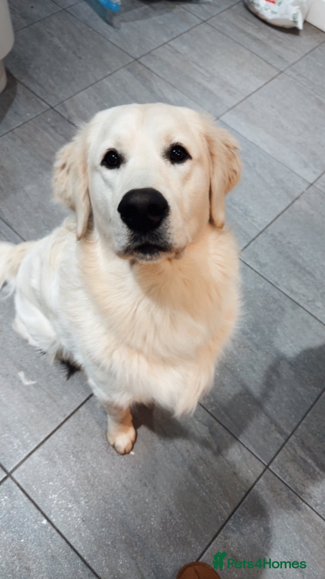 Golden Retriever dogs for stud: Bear -Now available for stud  - Advert 10