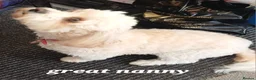 Cavapoochon dogs for sale: F1bb CAVAPOOCHON puppies 4th generation  - Advert 24