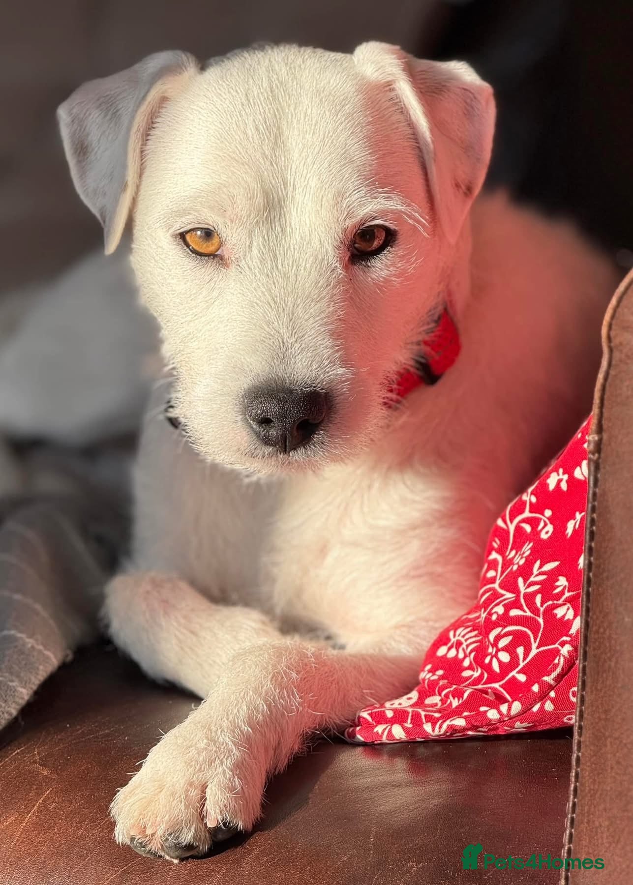 Jack Russell dogs Parson type Jack Russell pups - Advert 1