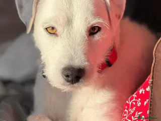 Jack Russell dogs Parson type Jack Russell pups - Advert 1