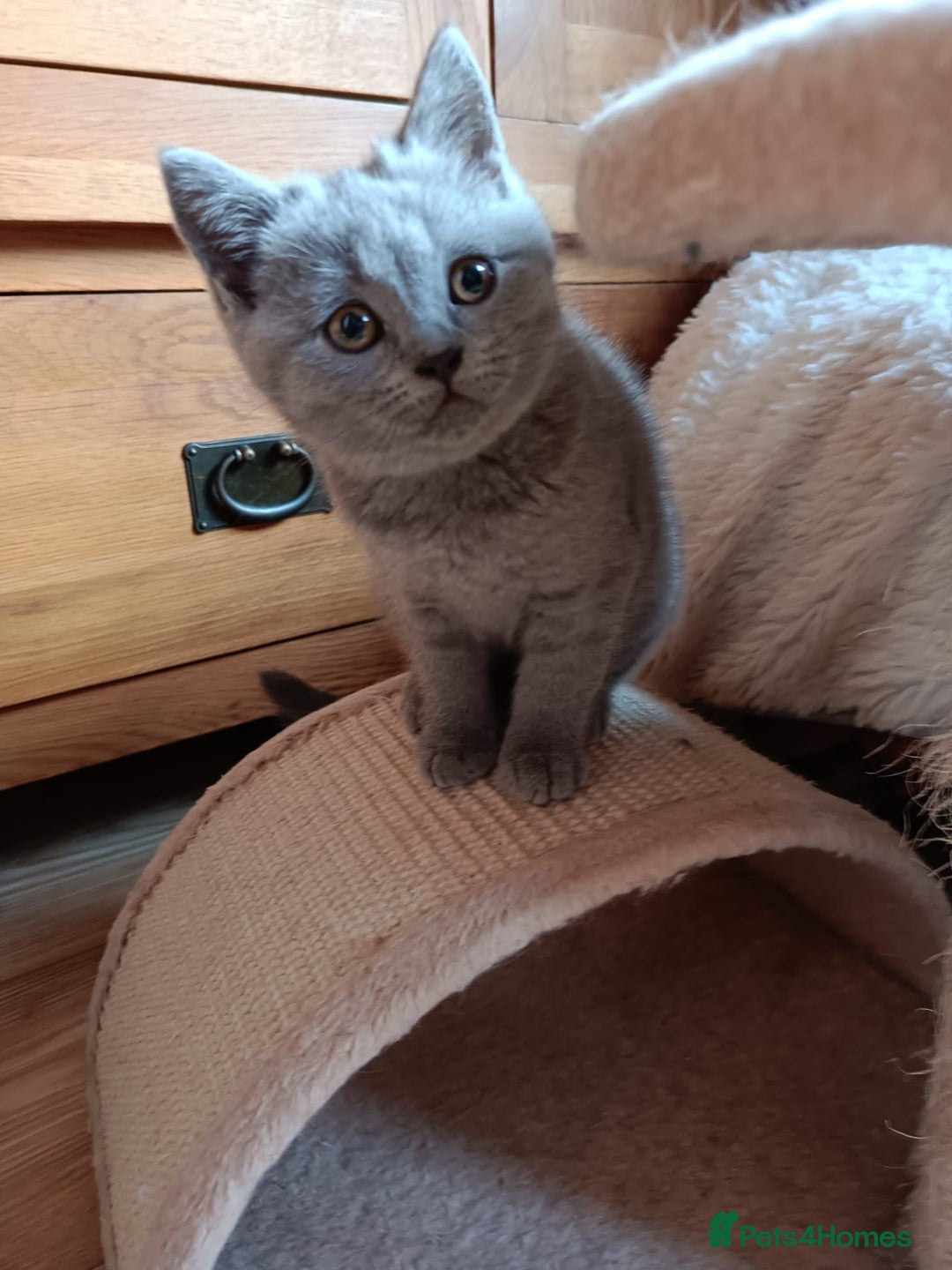 British Shorthair cats for sale: Blue British shorthairs kittens with GCCFpedigree - Image 13