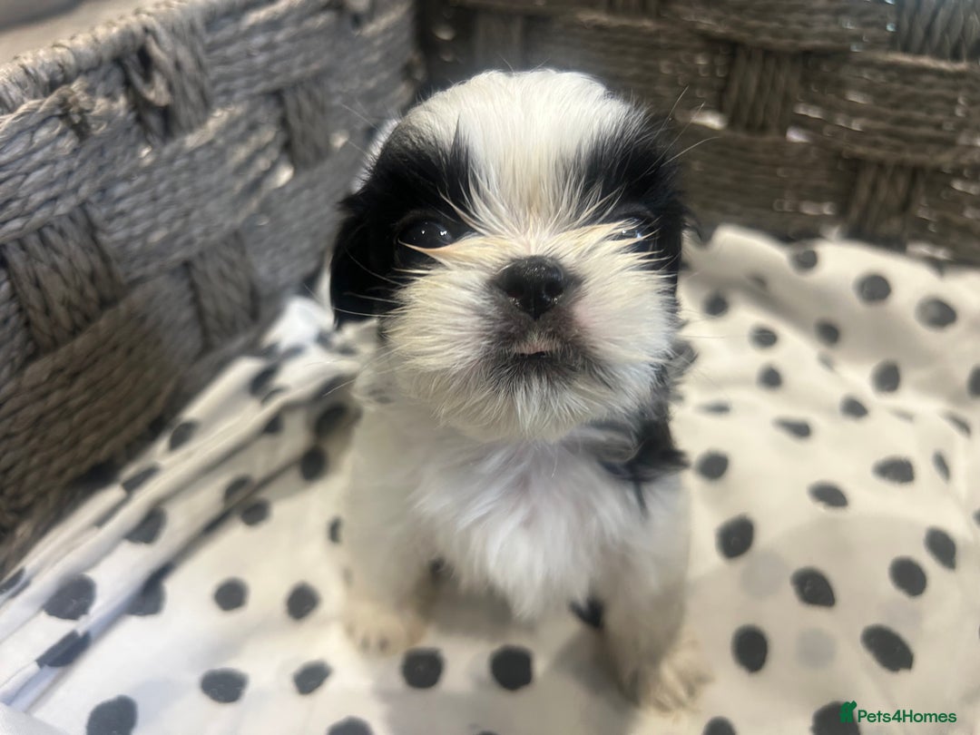 Shih Tzu dogs for sale: Litter of 5 Shih tzu puppys - Image 14