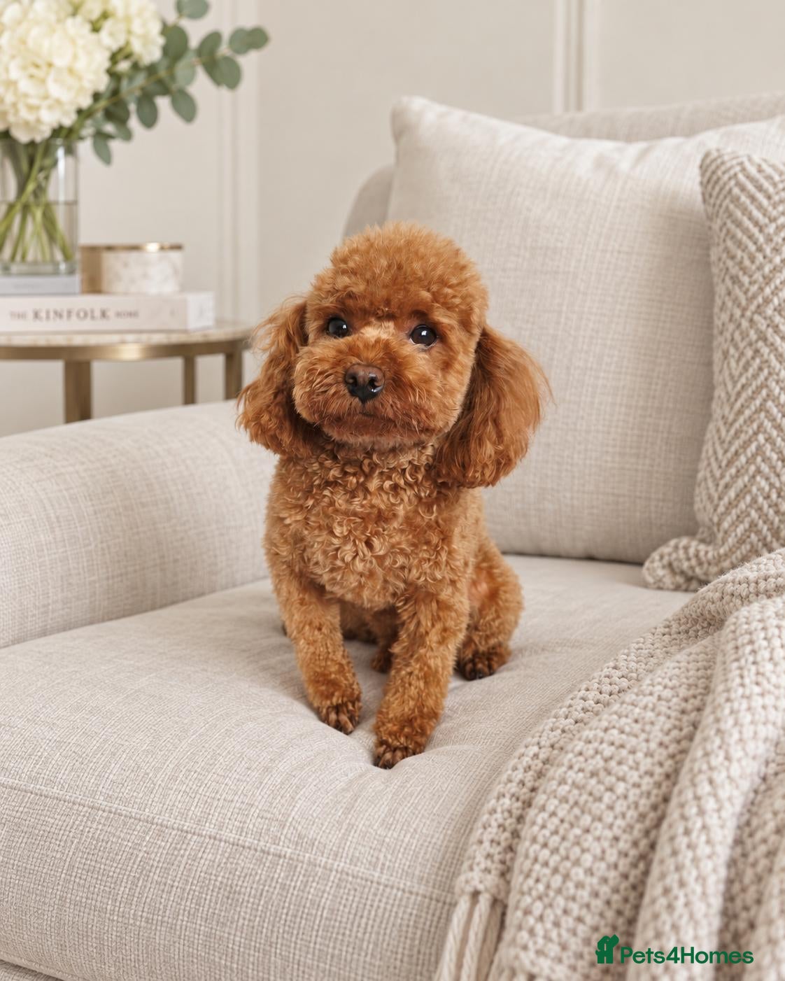 Toy Poodle dogs KC Toy Poodle Stud – Tiny Deep Red, Proven AKC  - Advert 3