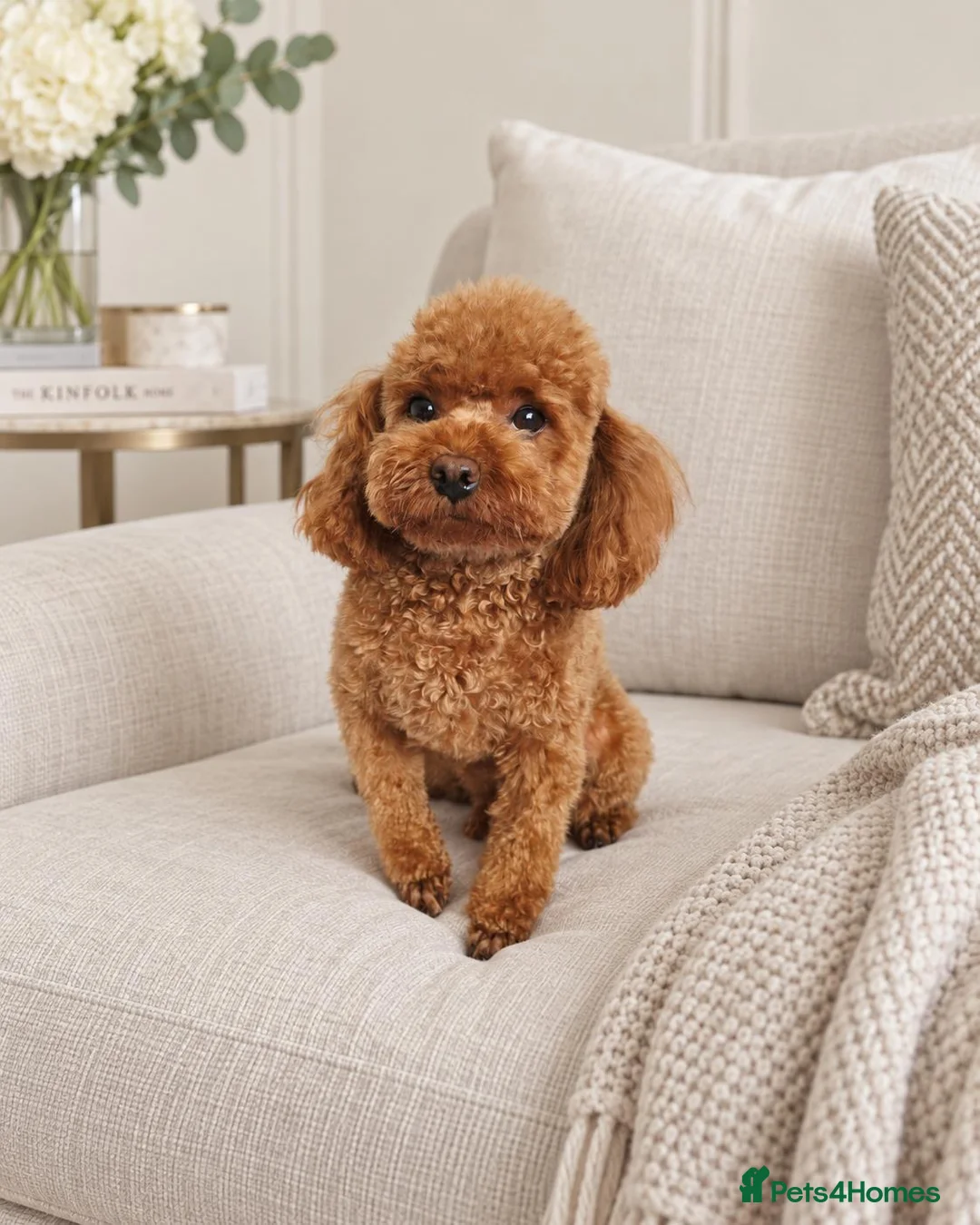 Toy Poodle dogs for stud: KC Toy Poodle Stud – Tiny Deep Red, Proven AKC  in Motherwell - Advert 1