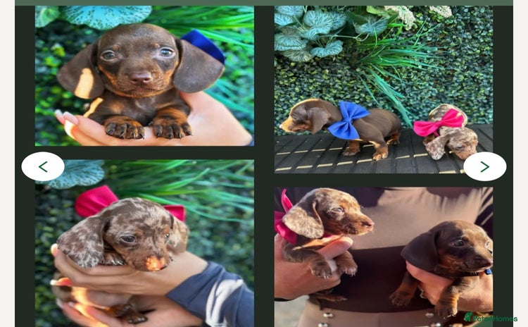 Dachshund dogs - Advert 2