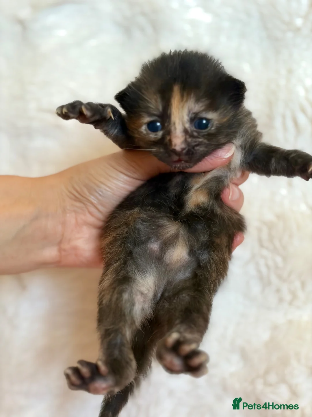 Mixed Breed cats for sale: Mixed breed kittens 🤎🩶🖤🧡 - Advert 8
