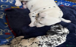 Dalmatian dogs for sale: 2 beautiful Dalmatian puppies 1 female 1 male - Image 8