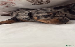 Dachshund dogs for sale: We have 6 beautiful dachshund puppy’s  - Image 11