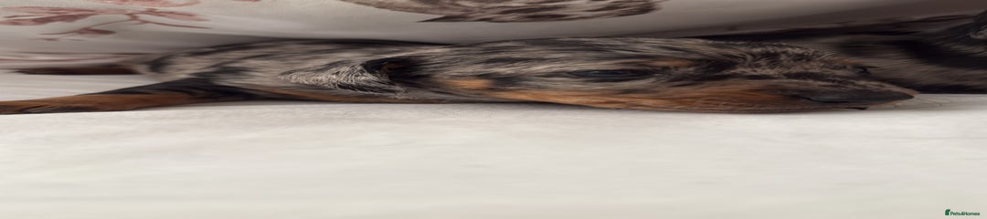 Dachshund Puppy 5