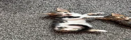 Mixed Breed cats for sale: Mixed bengal  - Advert 7
