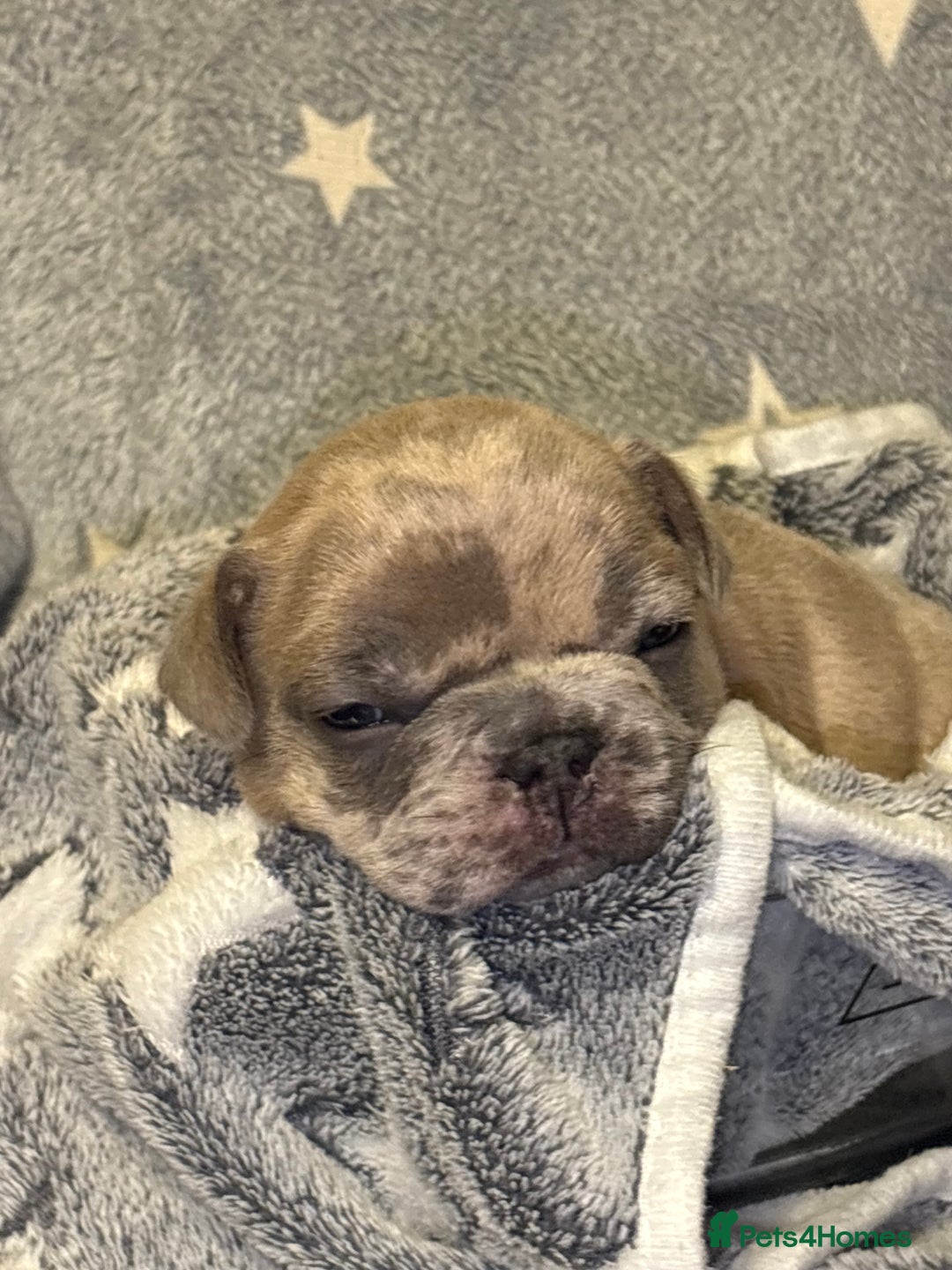 French Bulldog dogs for sale: FRENCH-BULLDOG LITTER  - Advert 25