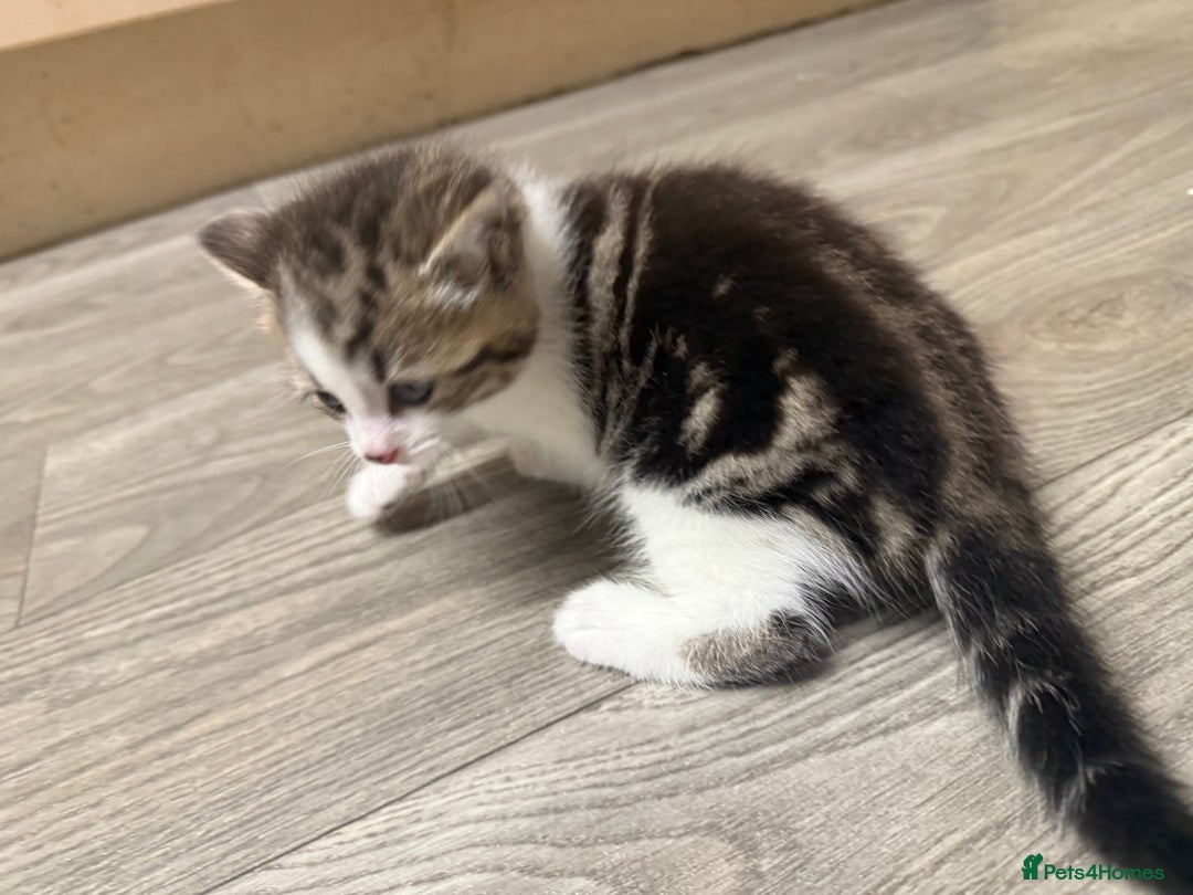 Mixed Breed cats for sale: 4 beautiful kitty’s for sale  - Advert 11