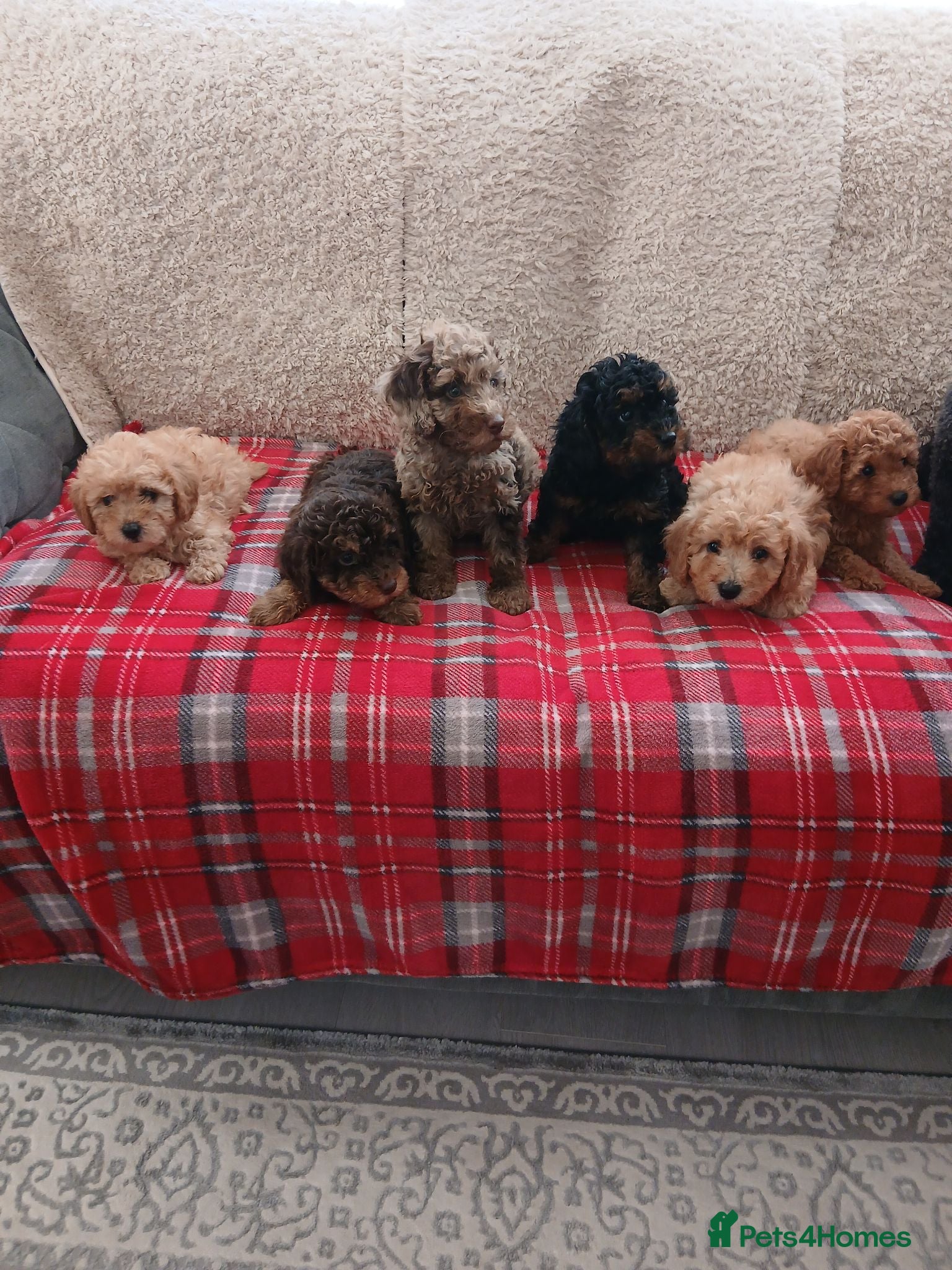Cavapoo dogs Beautiful cavapoo puppies  - Advert 2
