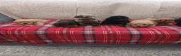 Cavapoo dogs for sale: Beautiful cavapoo puppies  in Winsford - Advert 2