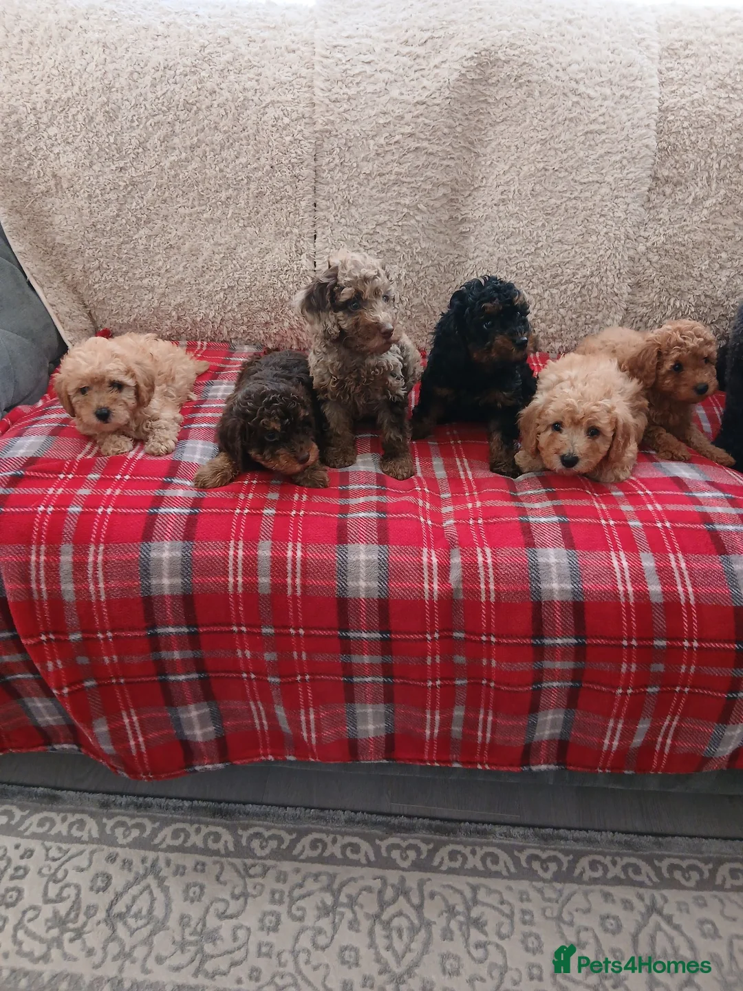 Cavapoo dogs for sale: Beautiful cavapoo puppies  in Winsford - Advert 2