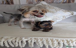 Yorkshire Terrier dogs for sale: Wonderful Yorkshire terrier puppies  - Image 9