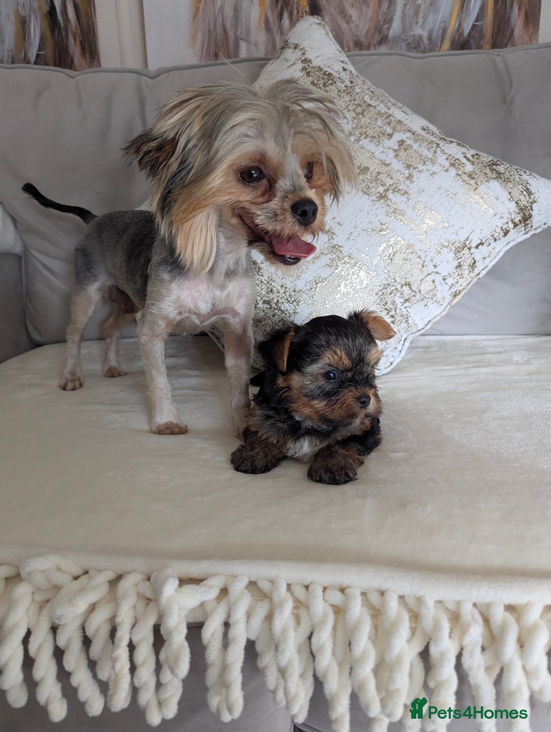 Yorkshire Terrier dogs for sale: Wonderful Yorkshire terrier puppies  - Image 9