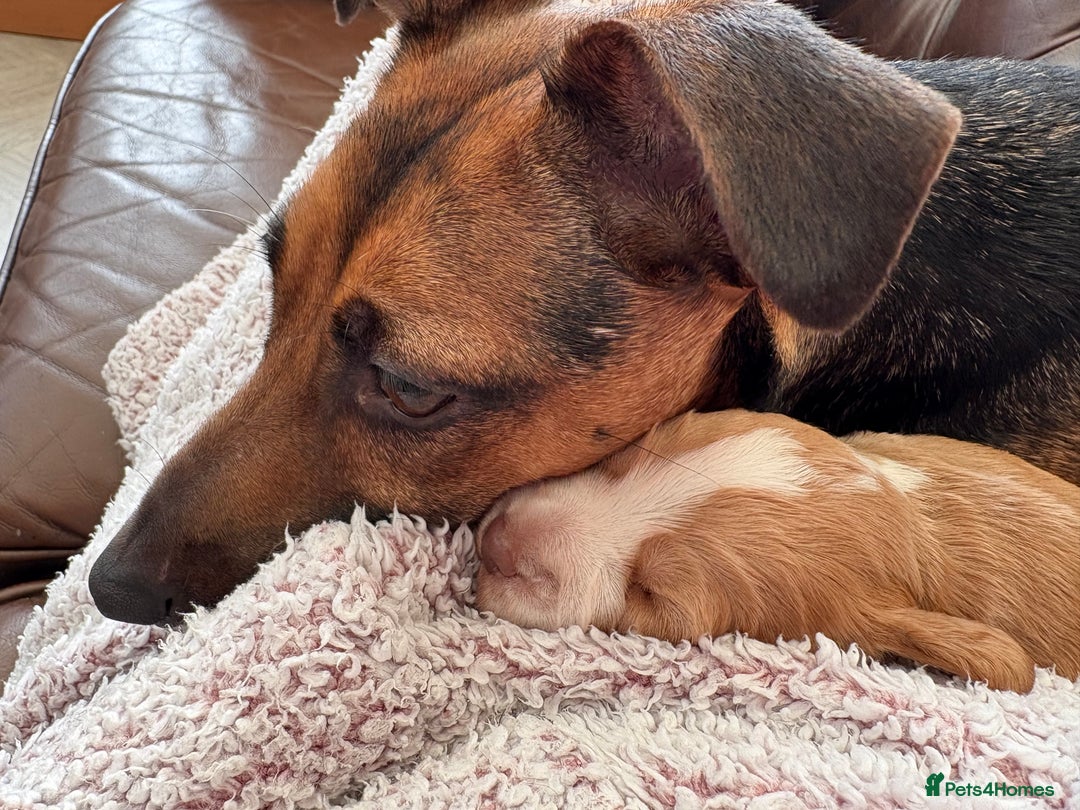 Cocker Spaniel dogs for sale: Cocker Spaniel Puppies  - Image 21