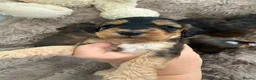 Cockapoo dogs for sale: Beautiful f1 sable pups. Full DNA & health clear. - Advert 18