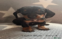Dachshund dogs for sale:  !!Reduced!!READY TO LEAVE!! miniature dachshunds  - Image 15