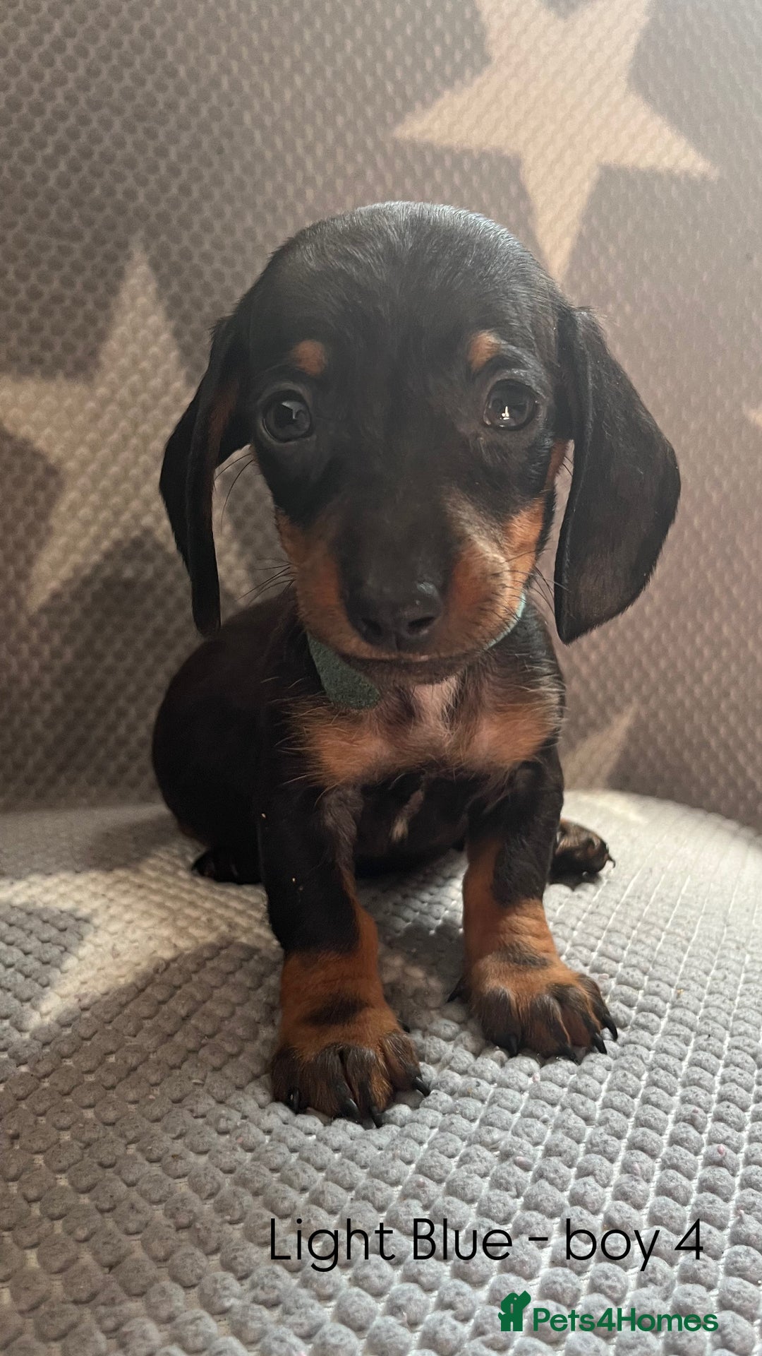 Dachshund dogs for sale:  !!Reduced!!READY TO LEAVE!! miniature dachshunds  - Image 15