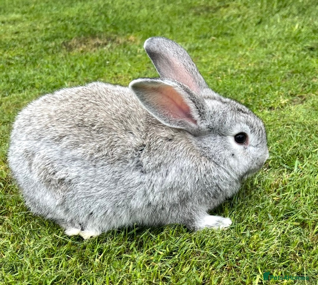 Mini Lop rabbits for sale: Mini Lops Ready now!!!!  in Coalville - Image 9