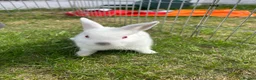 Netherland Dwarf rabbits for sale: Netherland Dwarf Baby rabbits - Advert 3