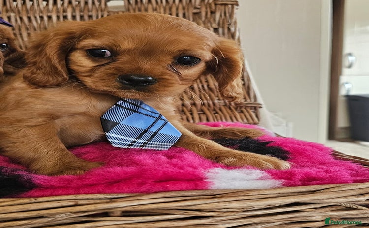 Cavapoo dogs - Advert 1