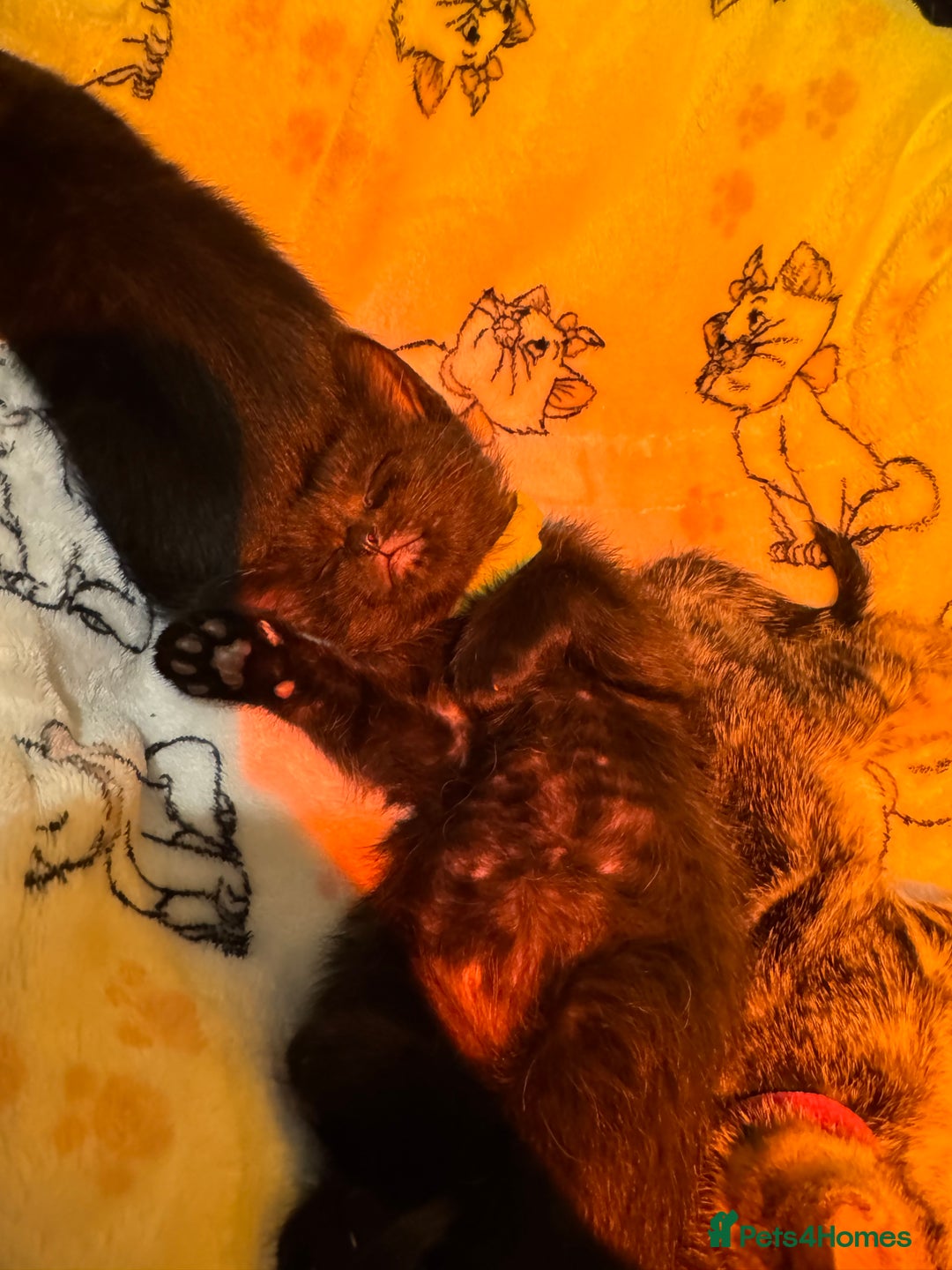 Mixed Breed cats for sale: Melanistic bengals/siamese’s (bengalese) - Advert 16