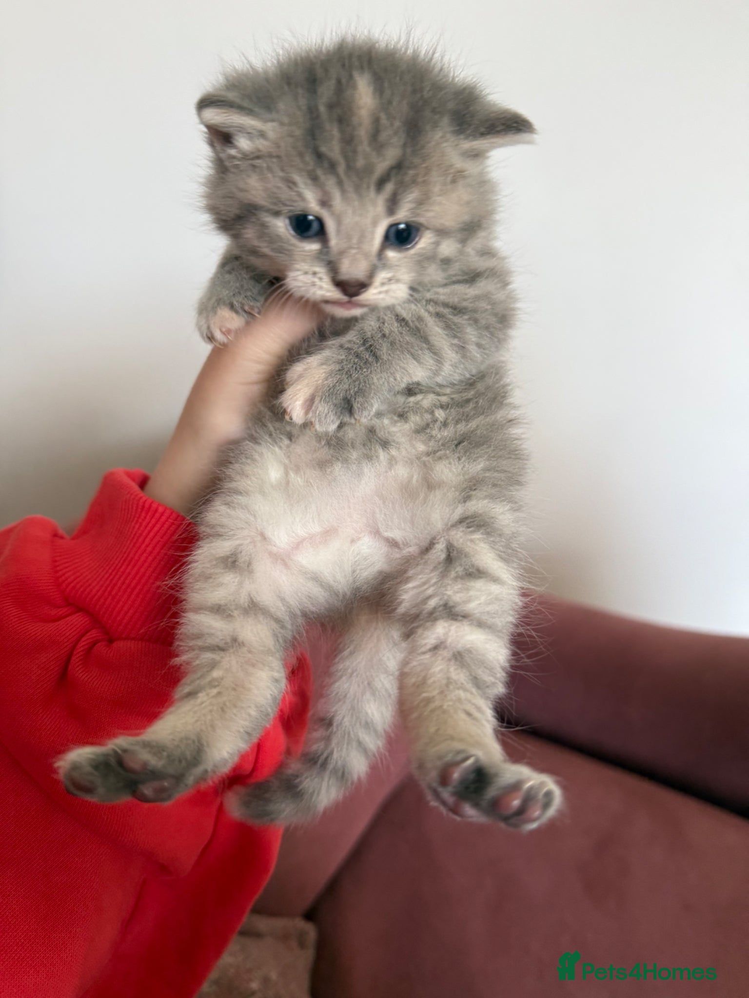 Mixed Breed cats 8 fluffy kittens looking for forever home - Advert 1